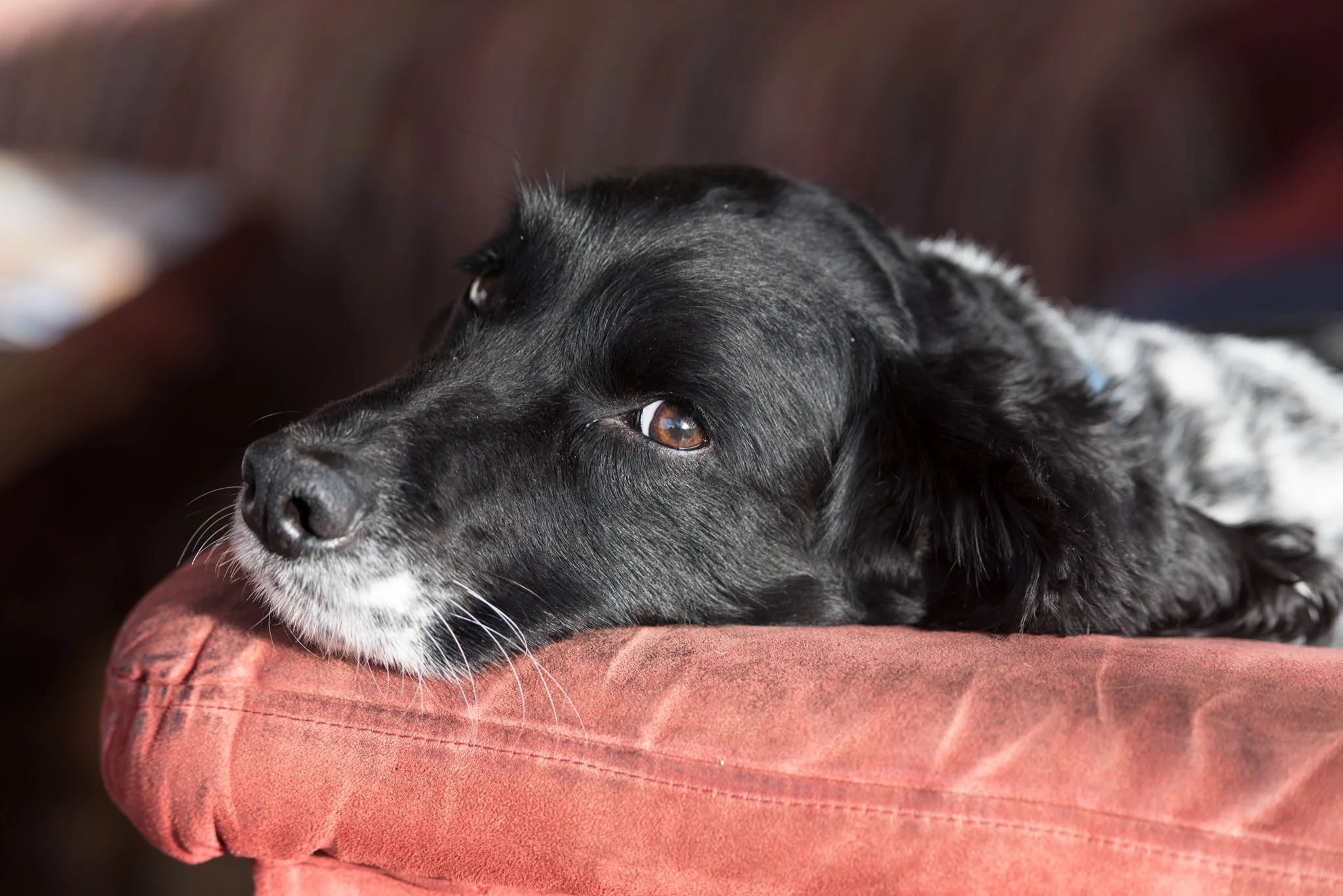 toby-black-white-sprocker-spaniel-skye.jpg