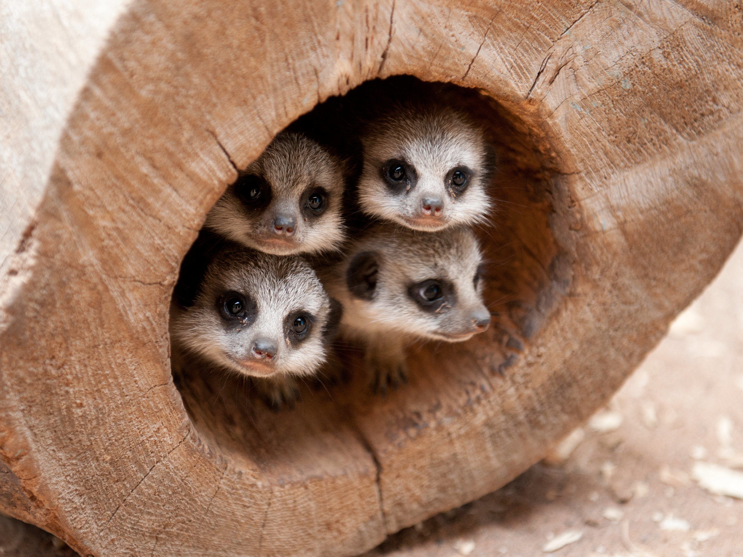 New baby meerkats at St Andrews Aquarium, Scotland.