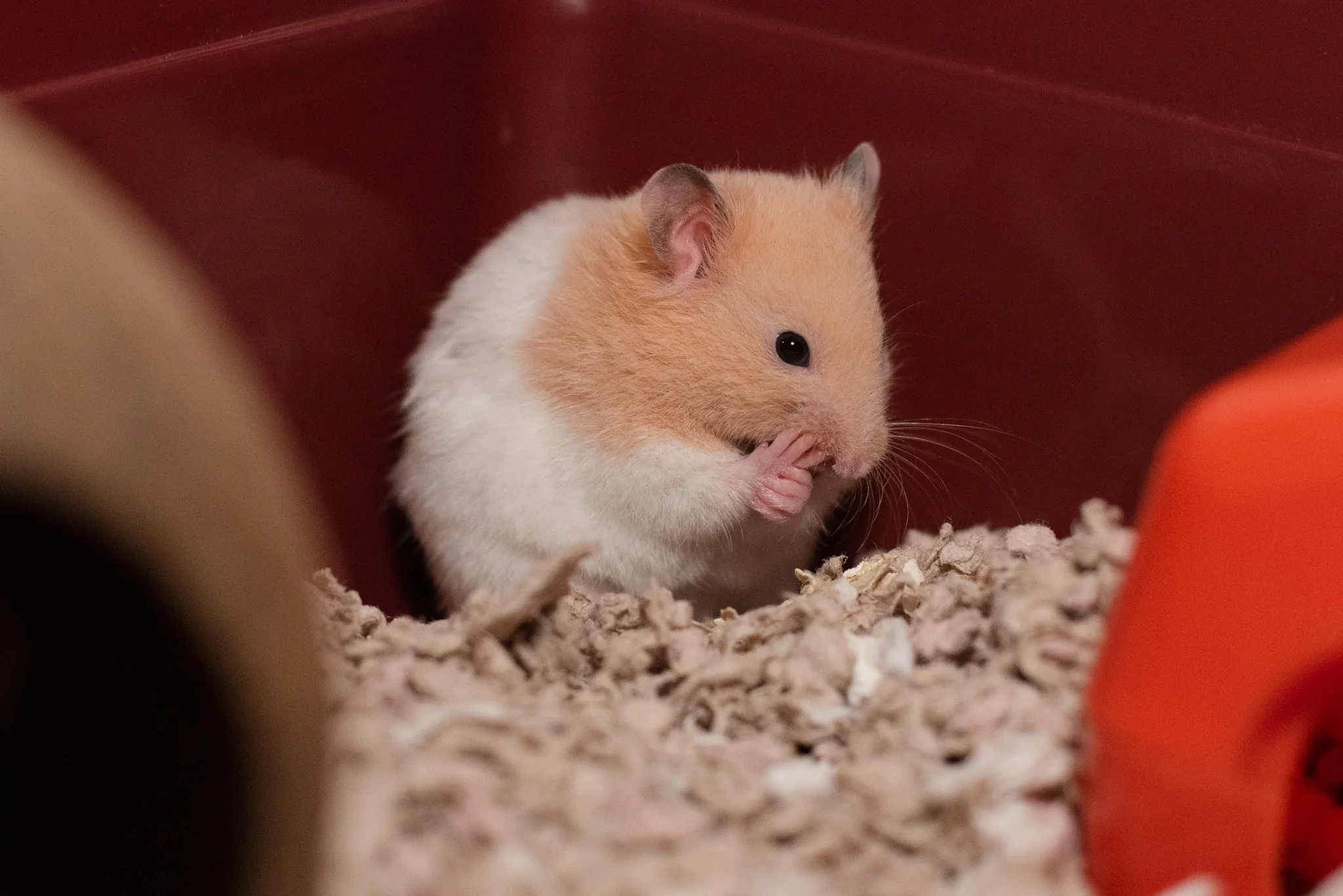 Rupert the Bear / Hamster / Rupert Archie Broad-Foot © Julie Broadfoot - www.juliebee.co.uk
