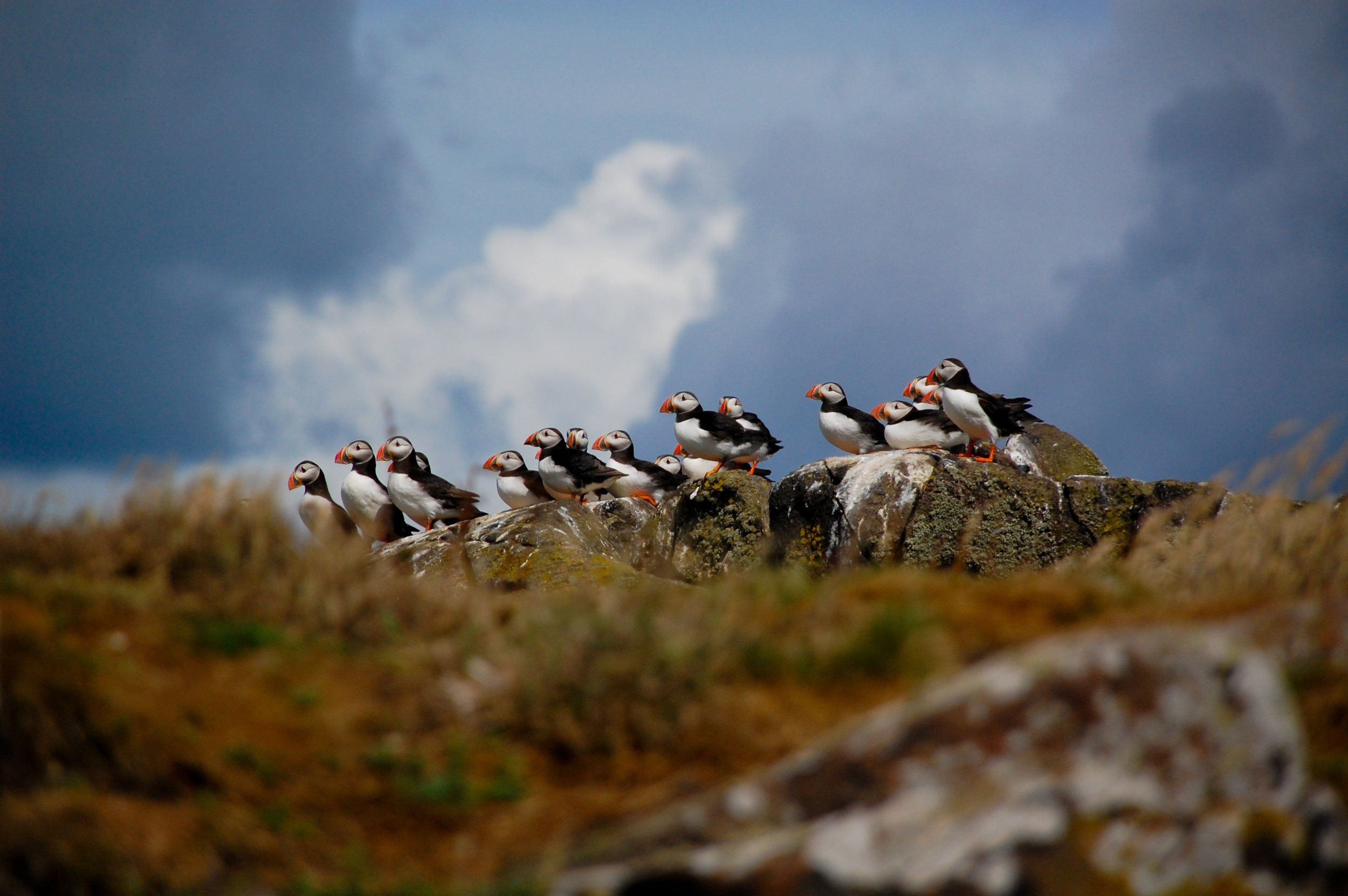 07puffins.jpg