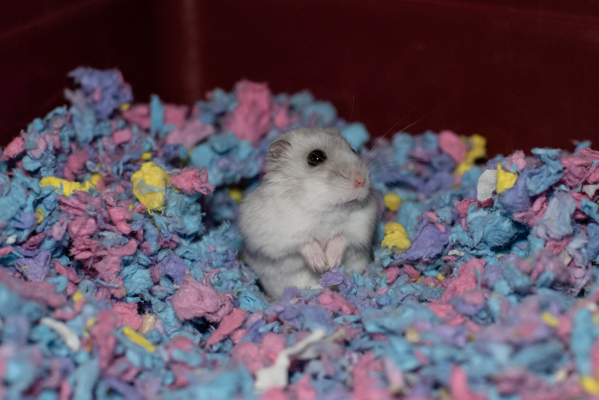gumtree hamster adoption