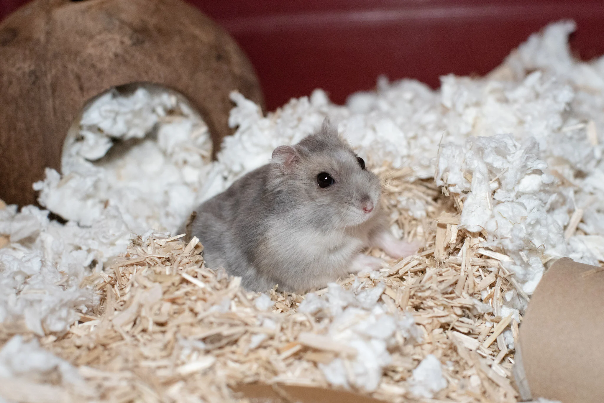 gumtree hamster adoption