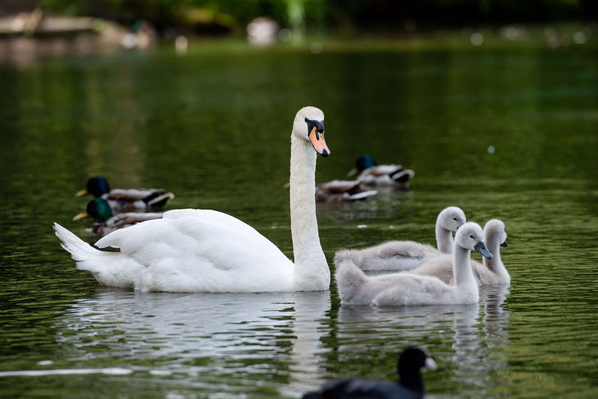 Swans and cygnets in Queens Park, Glasgow - June 2020 - Scotland in lockdown © Julie Broadfoot - www.juliebee.co.uk