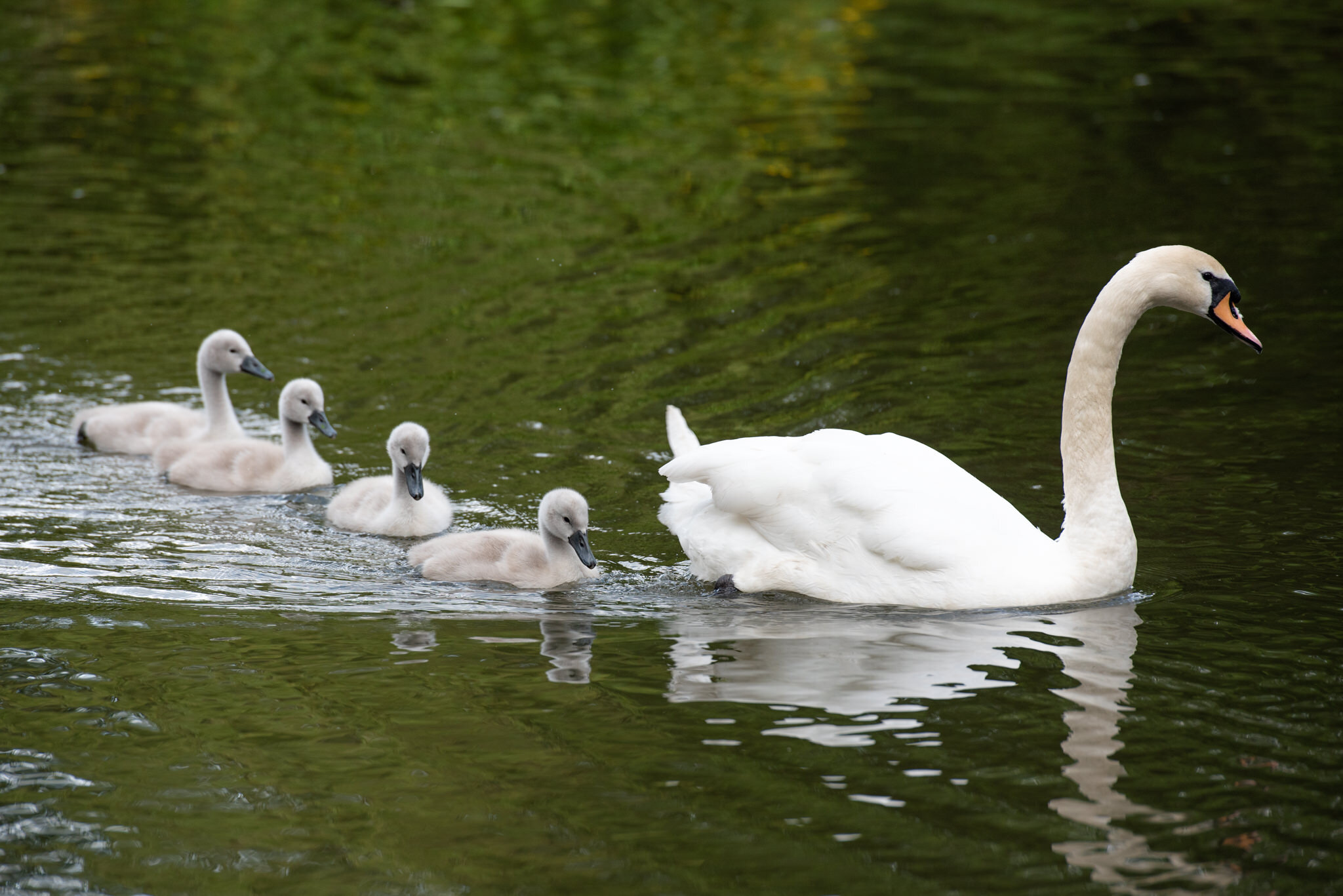 Swans and cygnets in Queens Park, Glasgow - June 2020 - Scotland in lockdown © Julie Broadfoot - www.juliebee.co.uk