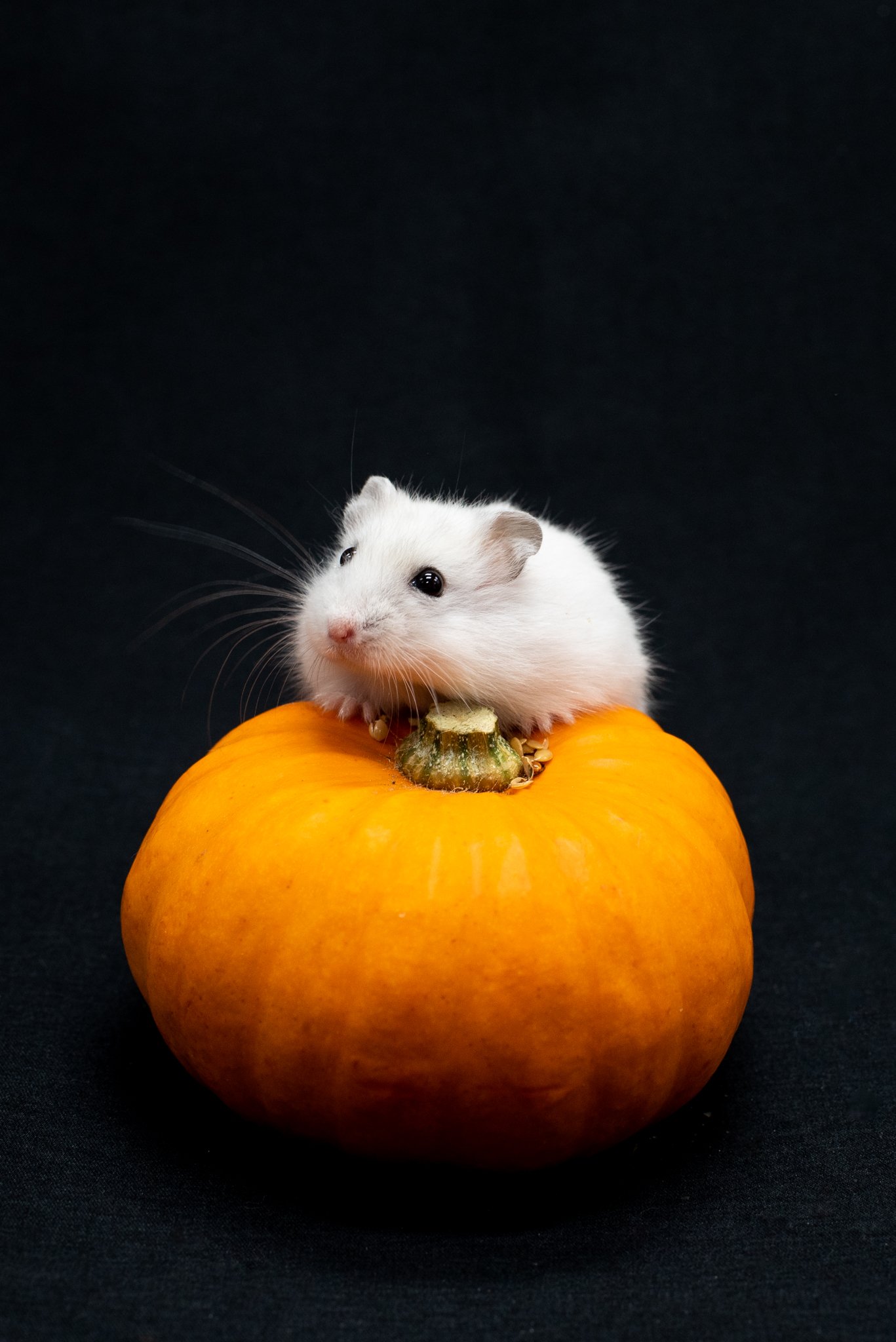  Halloween hamster babies 2021 - © Julie Broadfoot - www.juliebee.co.uk 