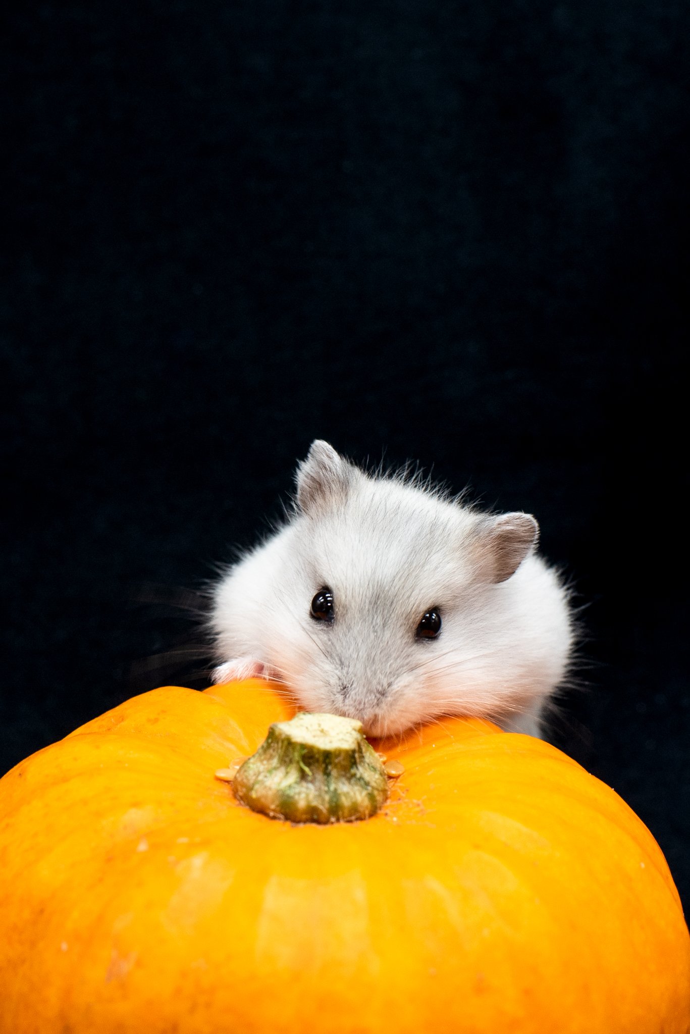  Halloween hamster babies 2021 - © Julie Broadfoot - www.juliebee.co.uk 