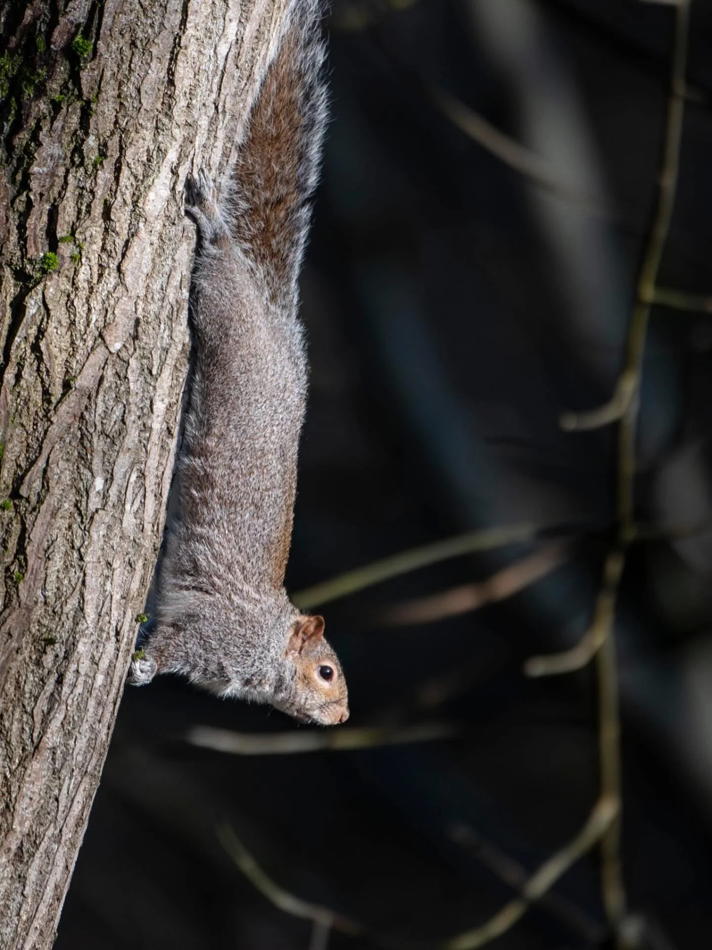 I will, of course, share new work photos soon. Expect all sorts of event photography, headshots, portrait photography and personal branding, candid stills of live arts shows, commercial photos (people at work and customer stories), and animal picture