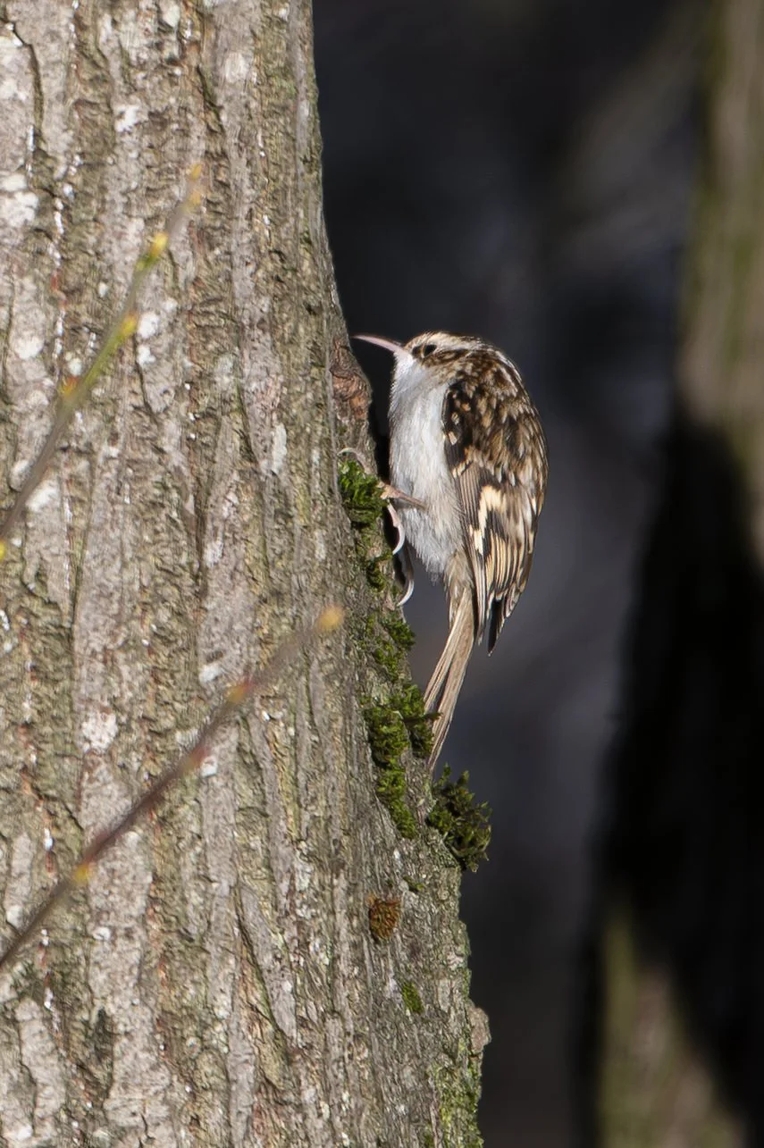 Julie-Broadfoot-Tree-Creeper-009-small-portrait.jpg