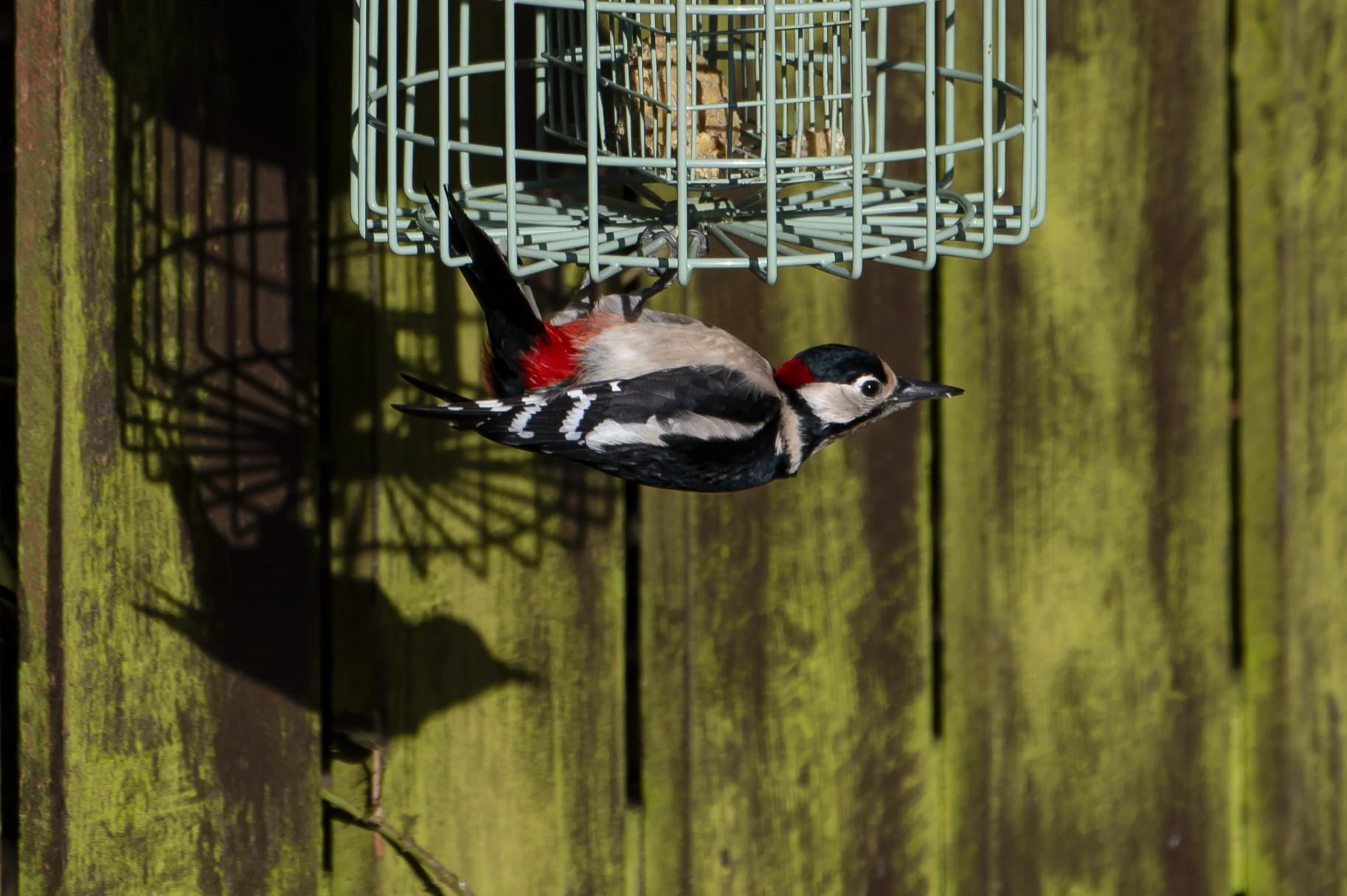 Julie-Broadfoot-Woodpecker-004-small-landscape.jpg