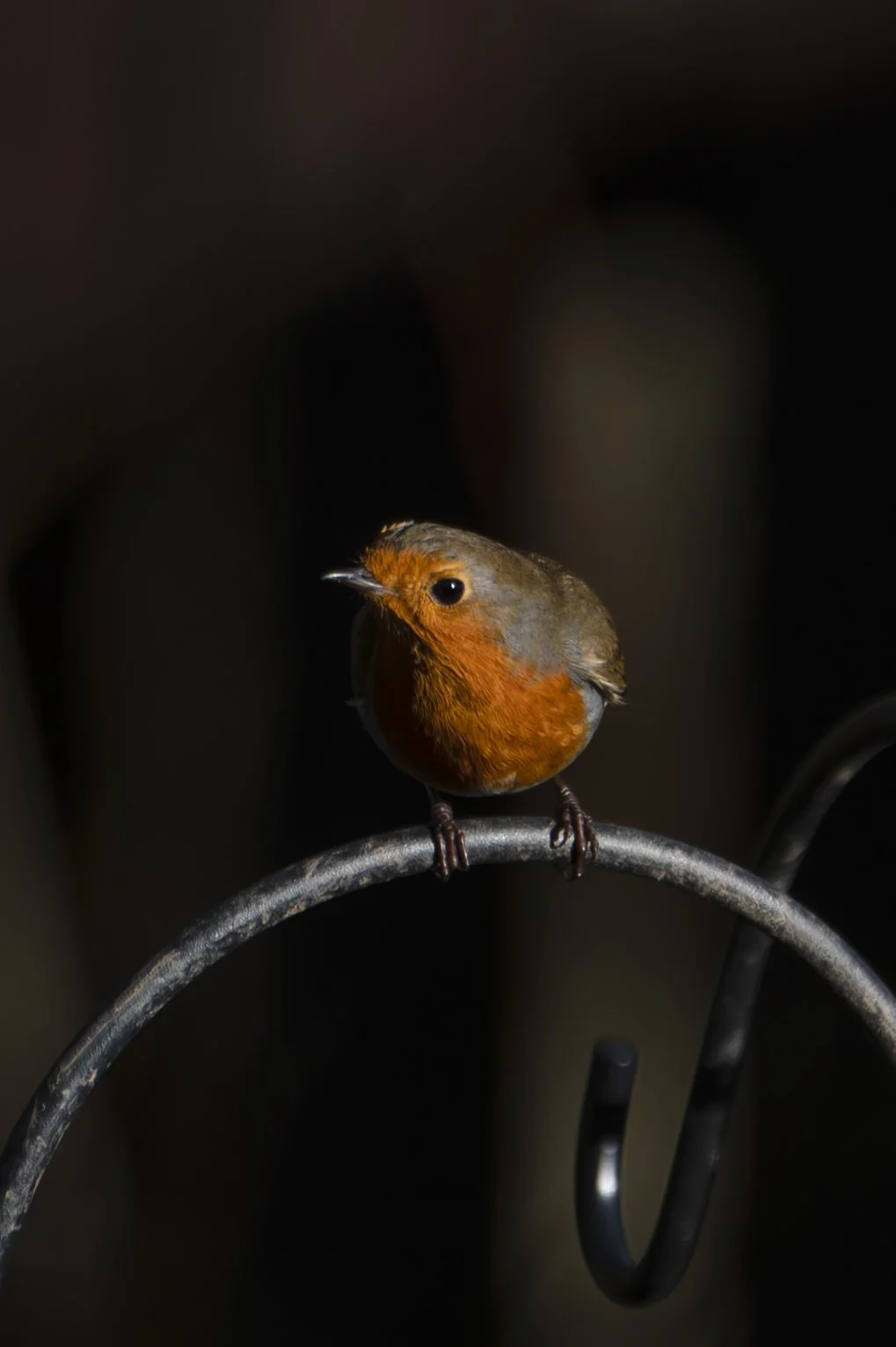 Julie-Broadfoot-Robin-003-small-portrait.jpg