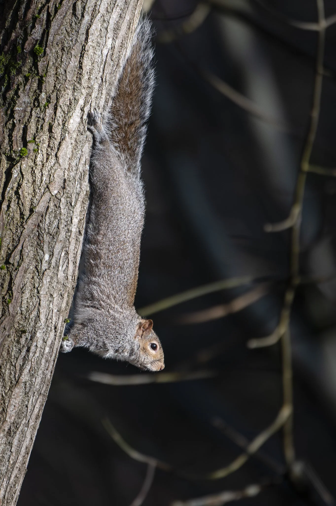 Julie-Broadfoot-Squirrel-Dangling-02-small-portrait.jpg