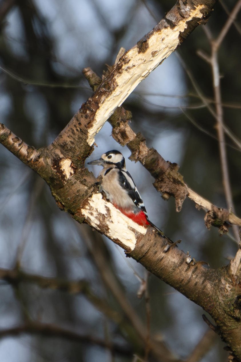 Julie-Broadfoot-Woodpecker-006-small-portrait.jpg