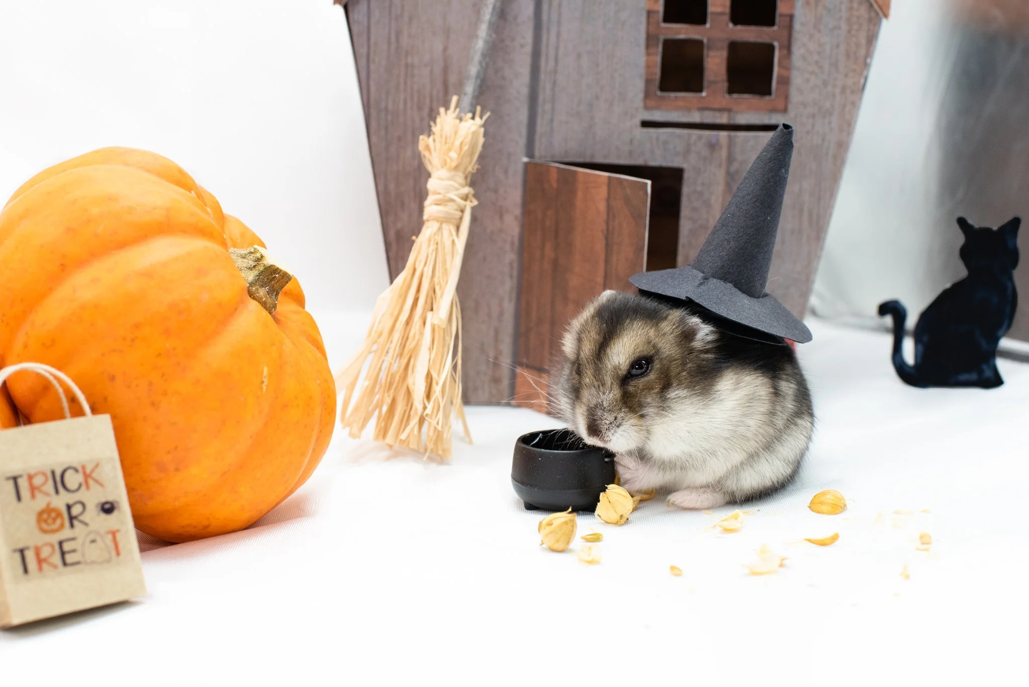 squeakers-witch-halloween-covid-2020-004-small-4.JPG
