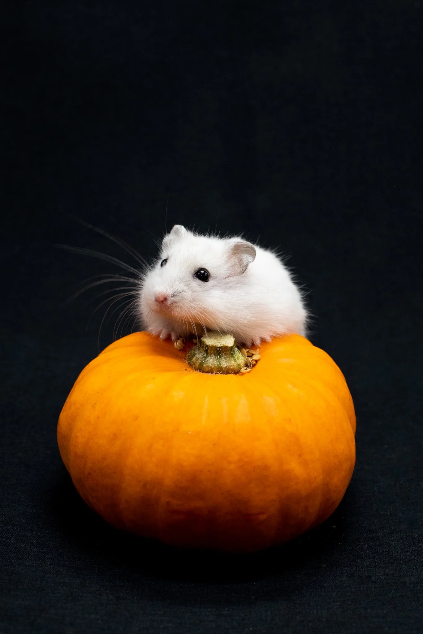 Daphne-Halloween-2021-022-small.jpg