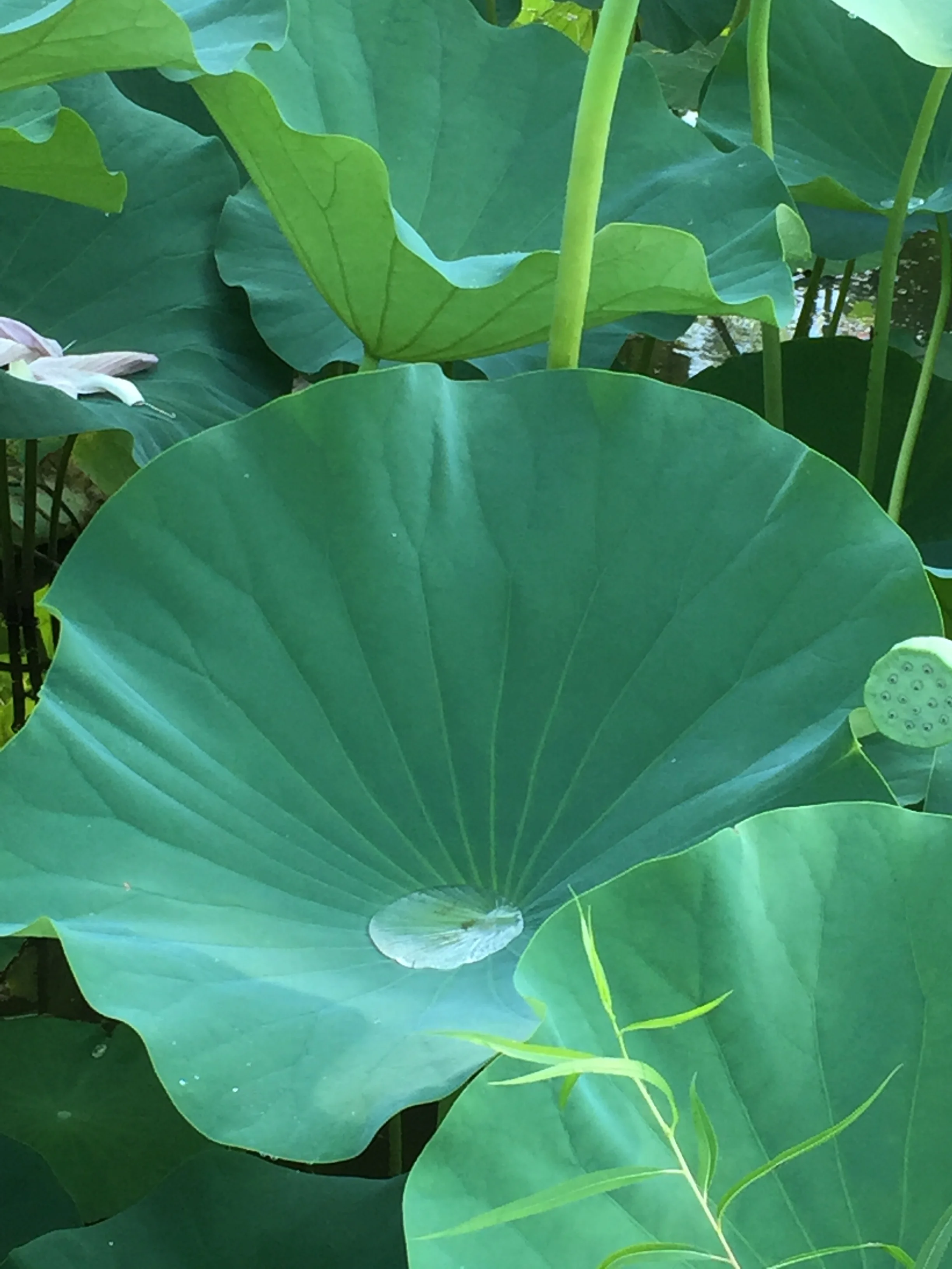The leaves are so huge that little pools of water collect in them.