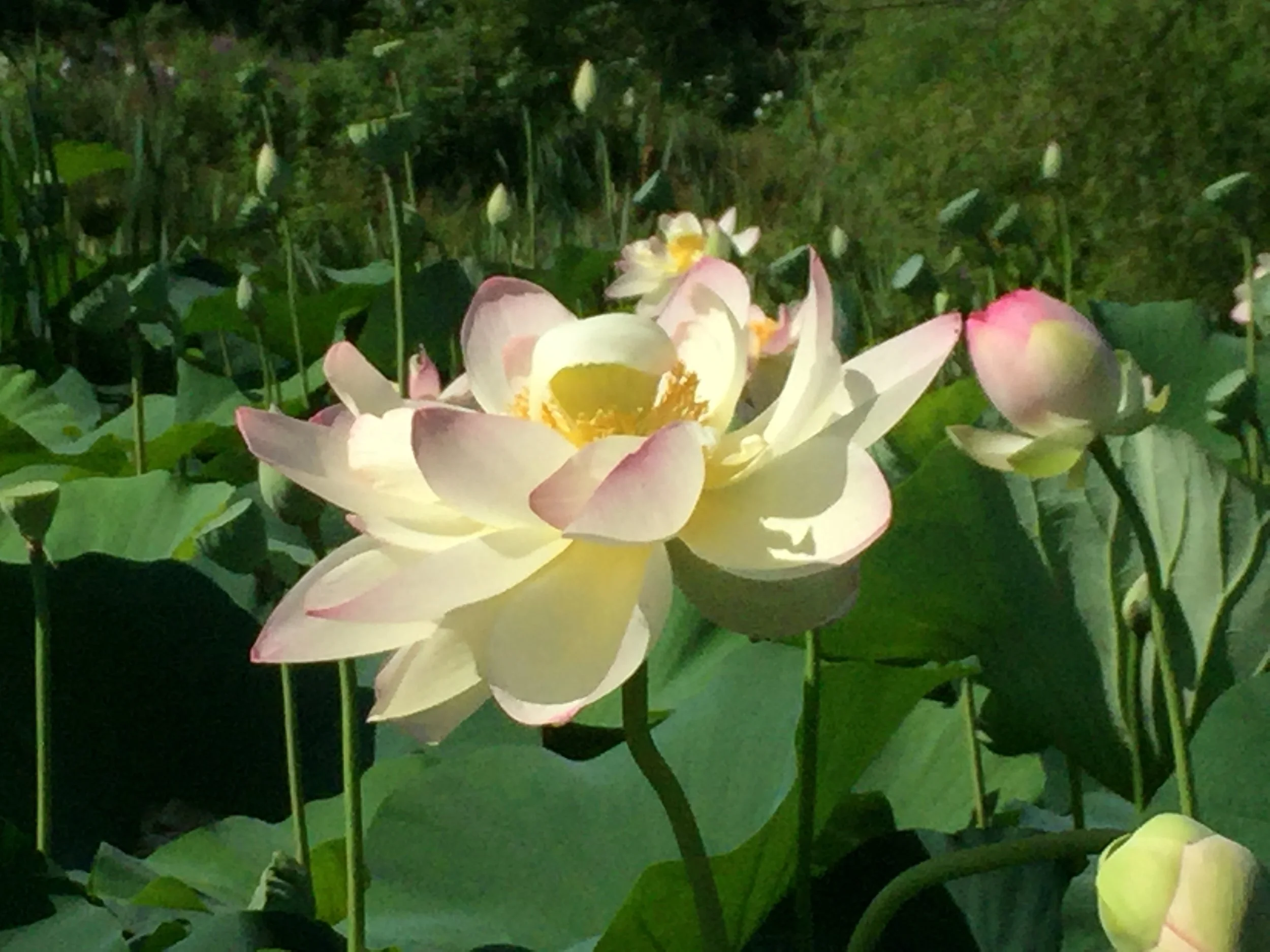 This is the American lily, apparently the inspiration for Princess Tiana's dress in Disney's The Princess and the Frog .