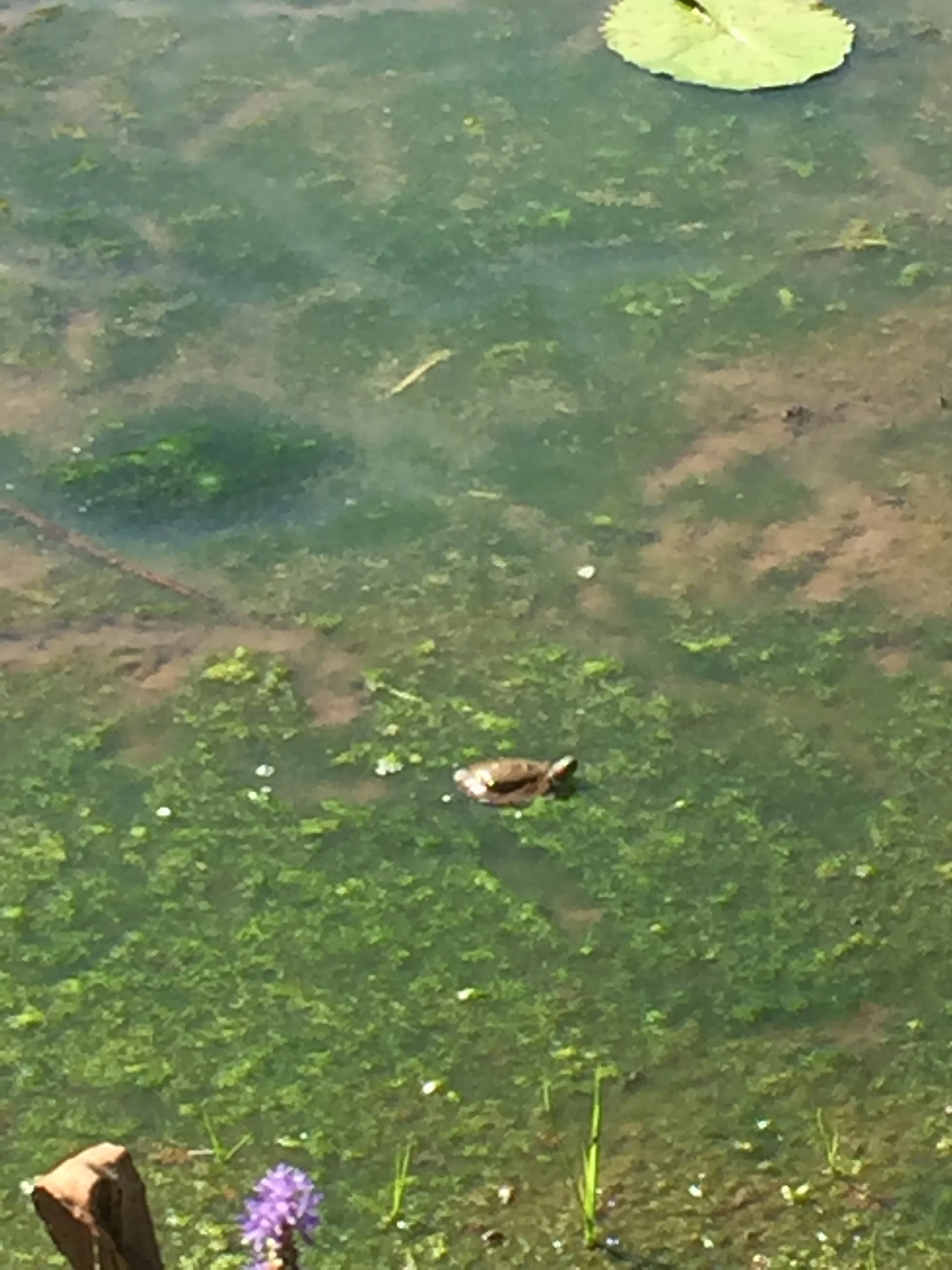Baby turtle! My camera had a hard time focusing on this little guy - good camouflage. 