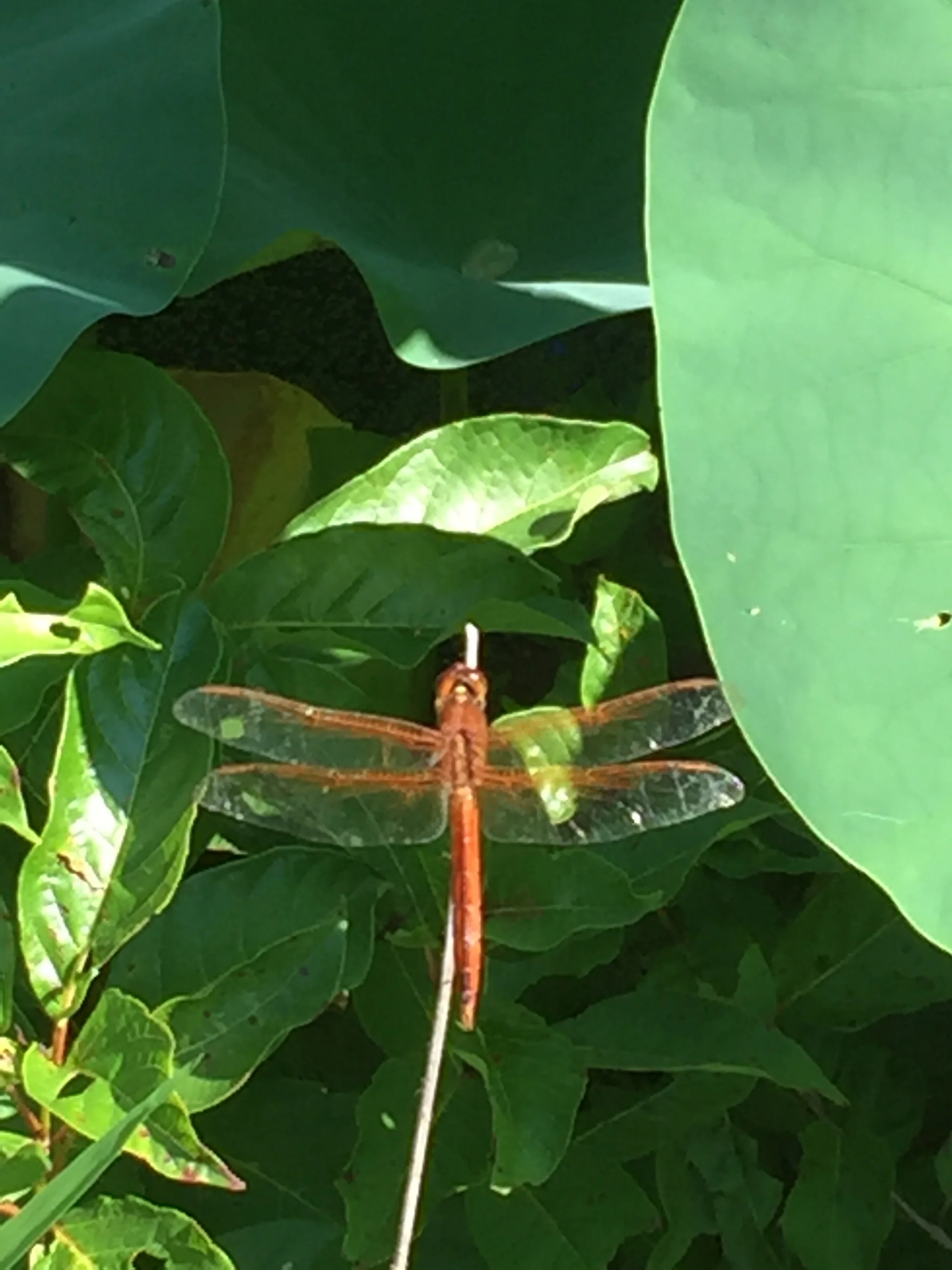 Dragonfly! Also lots of frogs (heard but not seen).