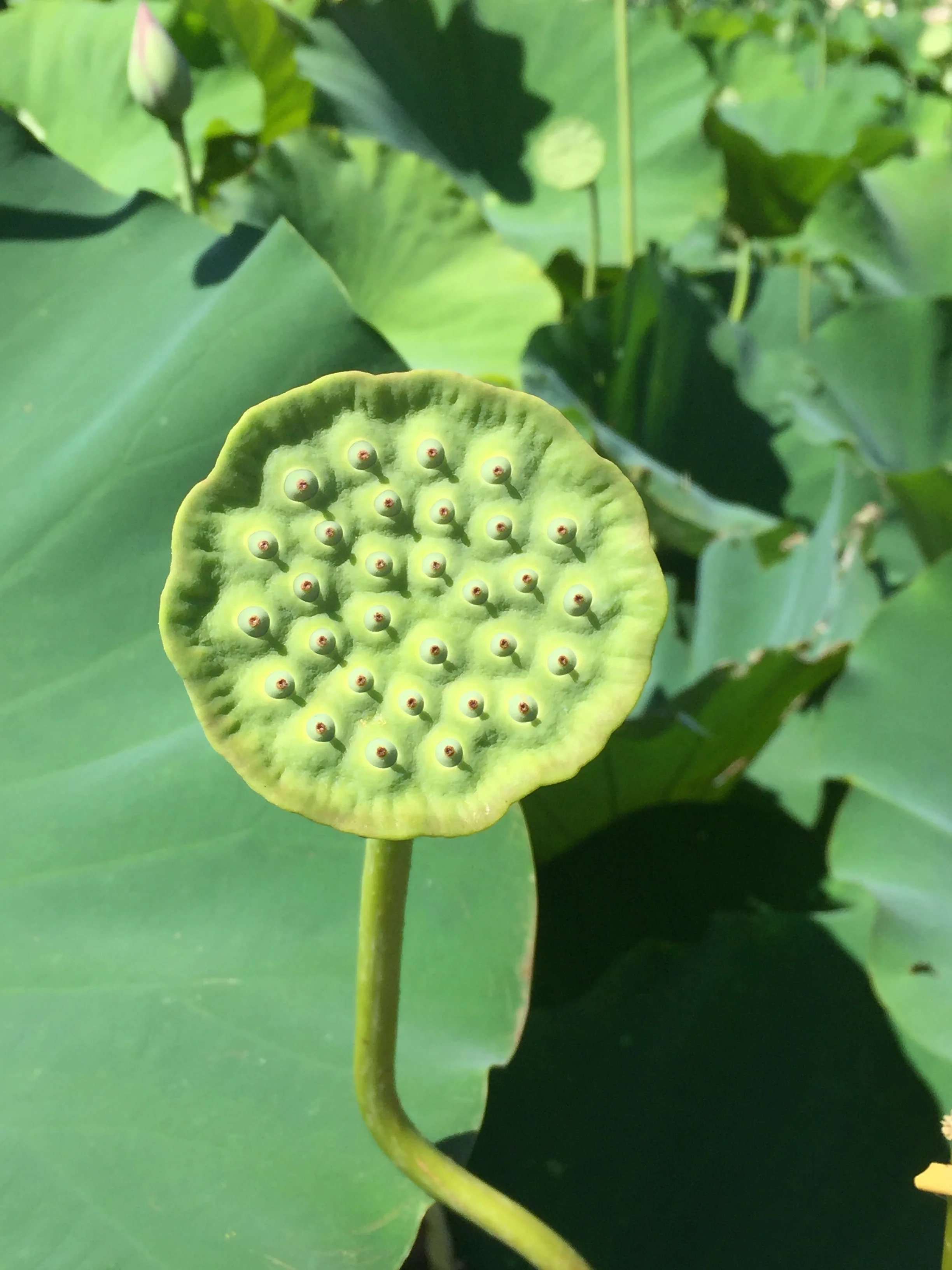 Close up of a petal-less seed pod (I'm guessing). Totally fascinating flowers.