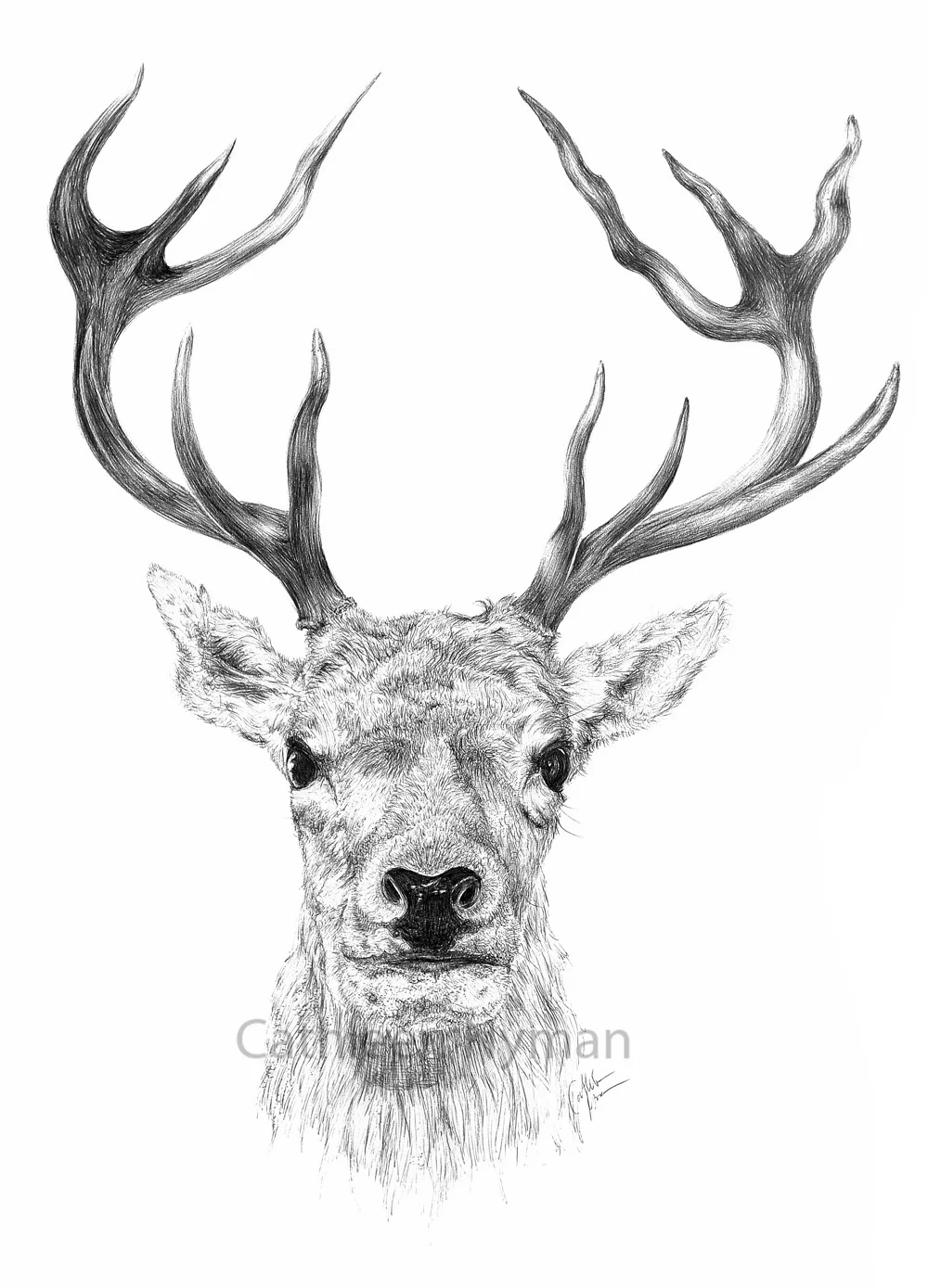 Stag_W.jpg