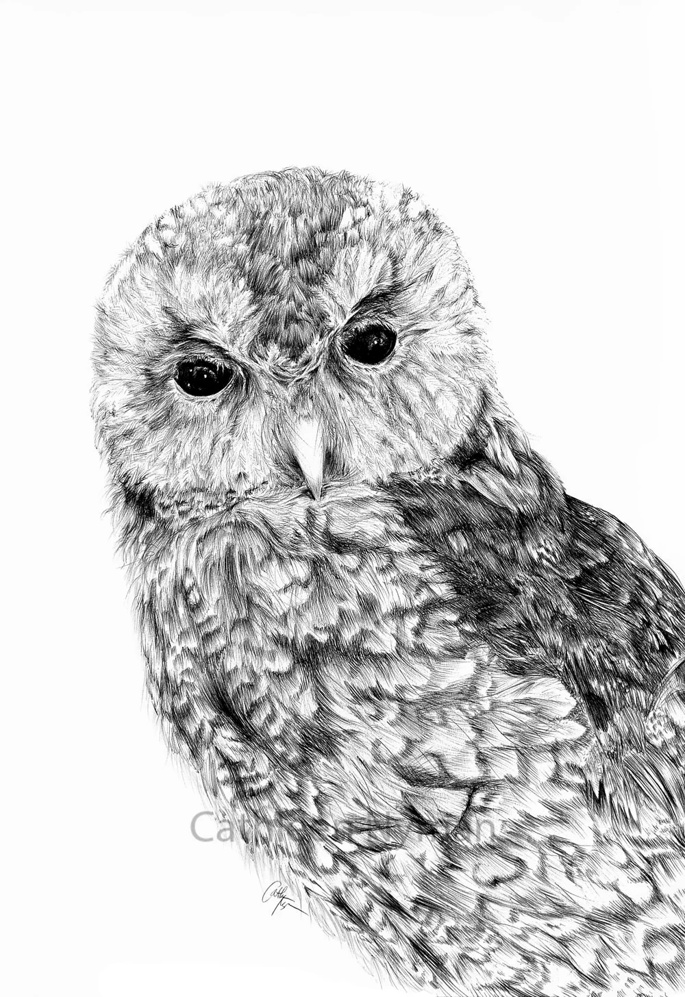 OWL_W.jpg