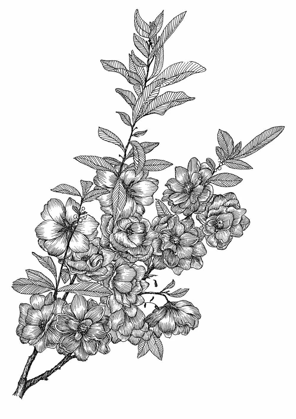 Full-Bloom_A3.jpg
