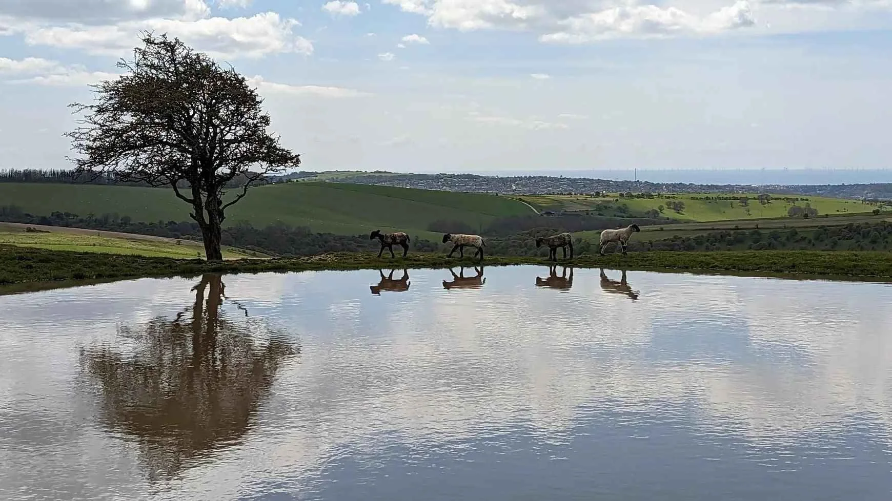 Peaceful rural scene with sheep walking beside a reflective pond under a wide sky, symbolising calm, space, and freedom from anxiety