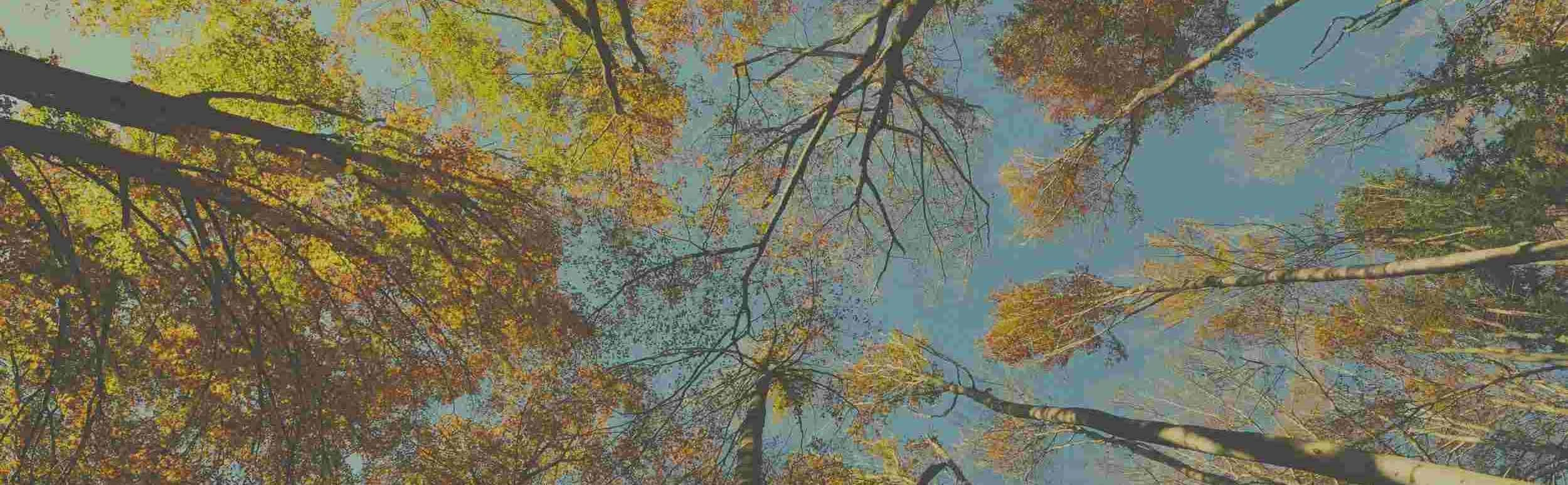 Trees 1165wide.jpg