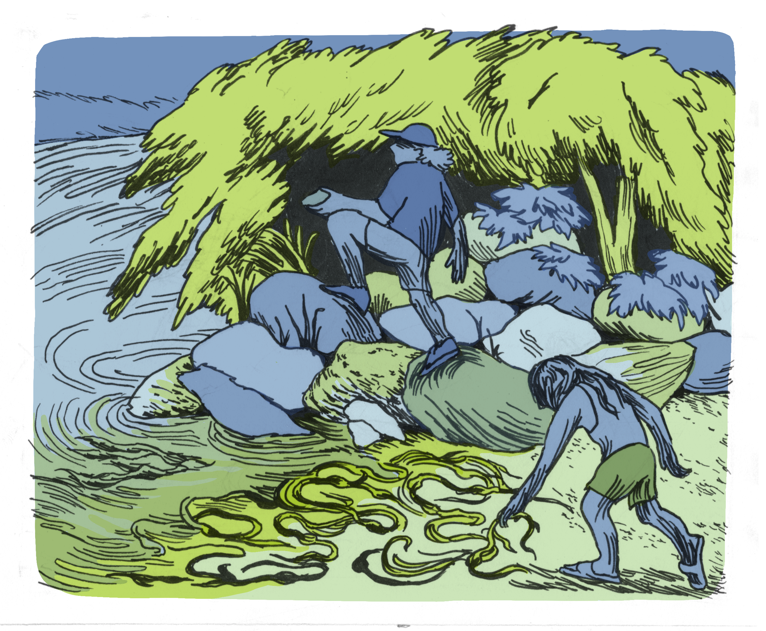 Seaweed.png