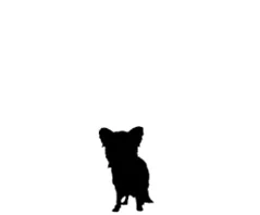 dog3.jpg