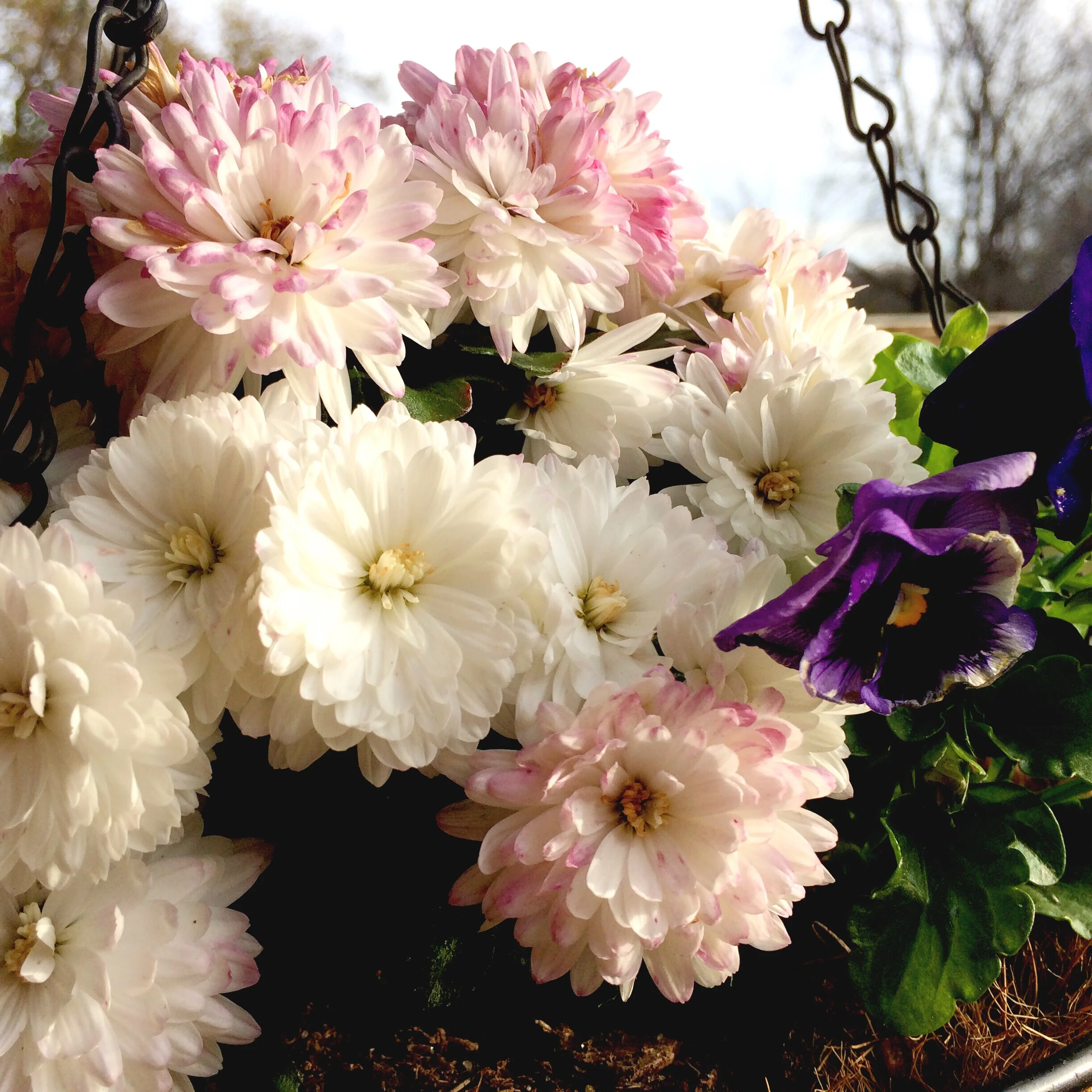 november gentleness