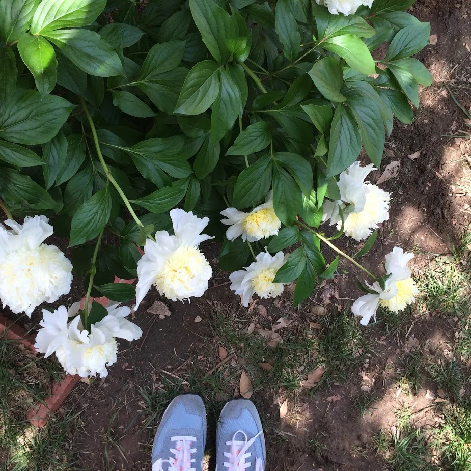 peonies take a bow.jpg