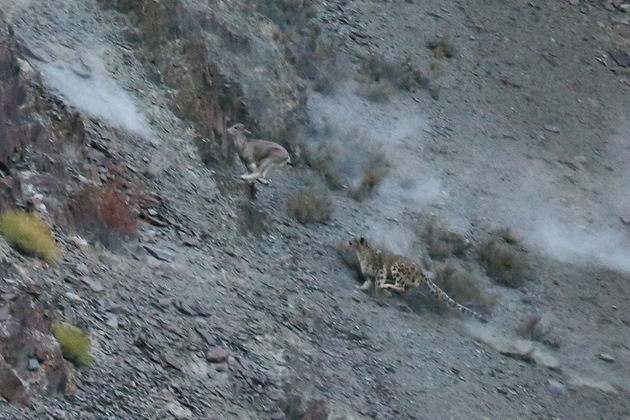 Photo credit: Snow Leopard Trust, Adam Riley