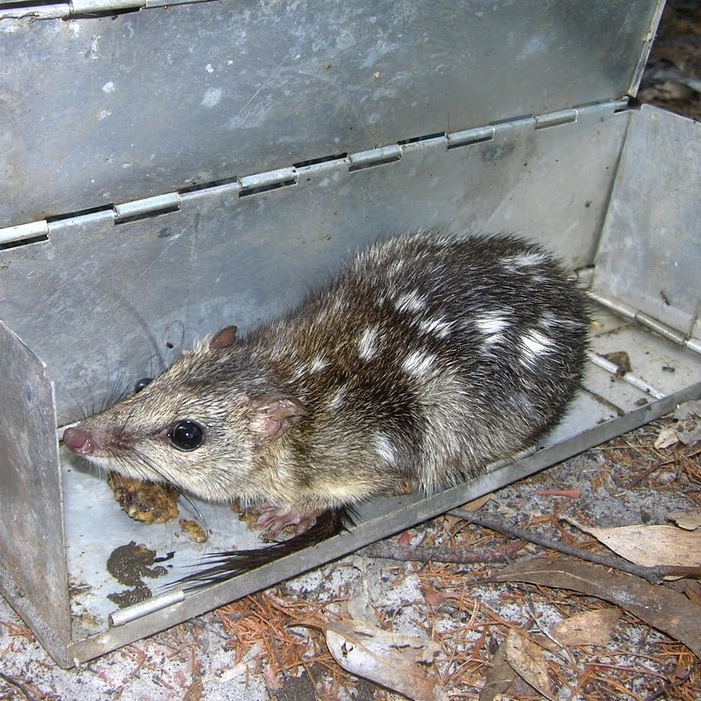 quoll in trap.jpeg