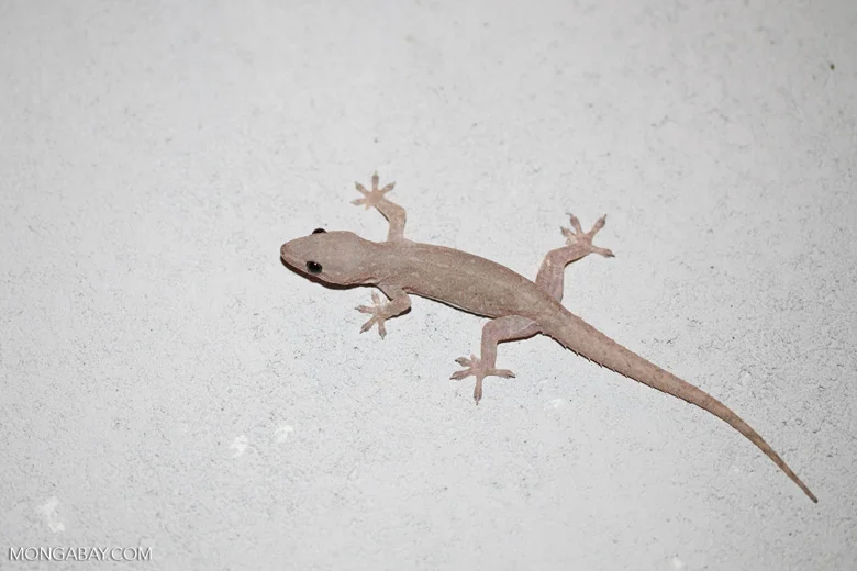 Asian House Gecko.jpg