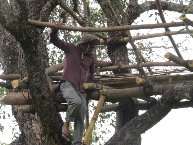 Ashoka constructing a tree hut in a village paddy land to conduct night observation on crop raiding elephants