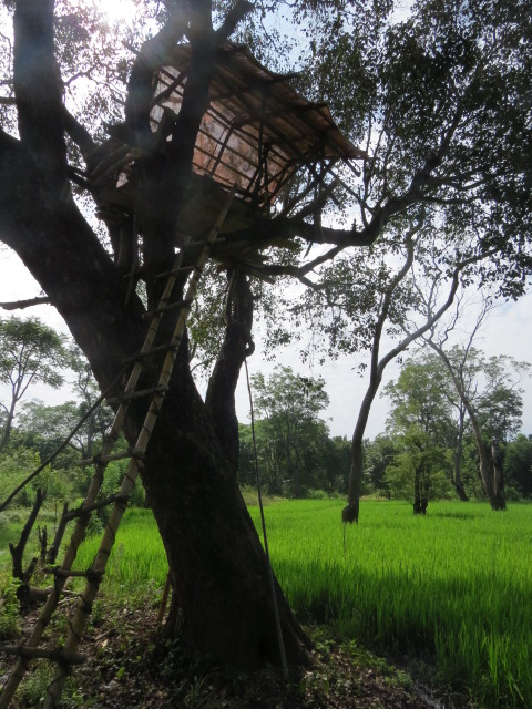 The tree hut for night observation on crop raiding elepahnts built in a village paddy land