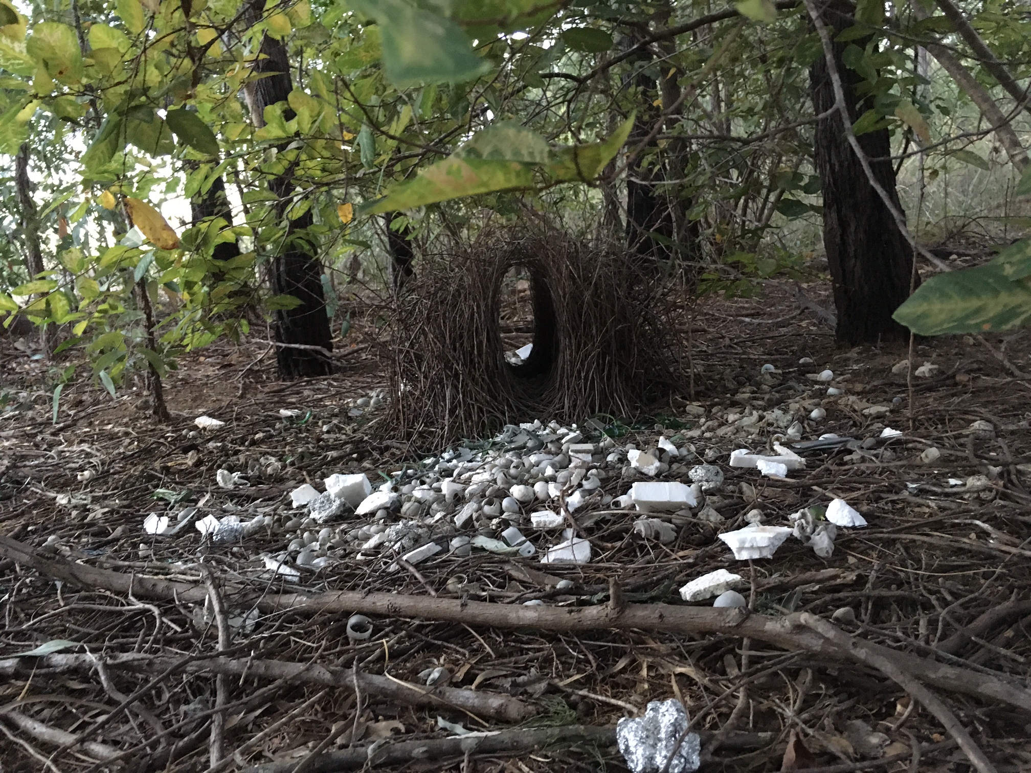 Bird bachelor pad