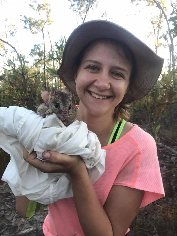 Post northern quoll photo - prior to release on island as part of my honours research