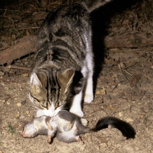 cat.jpg