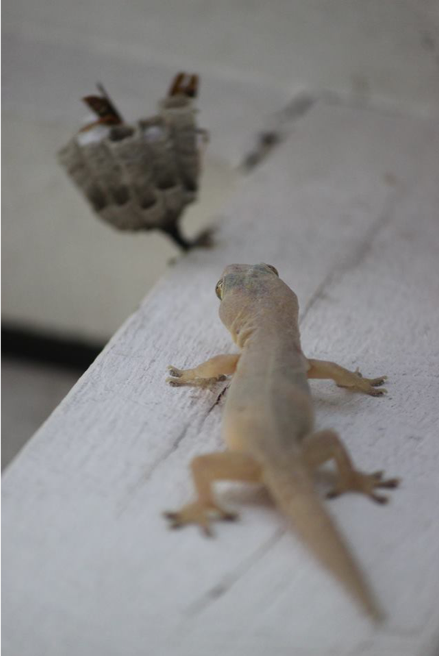 Asian house gecko with some paper wasps in the backgroud