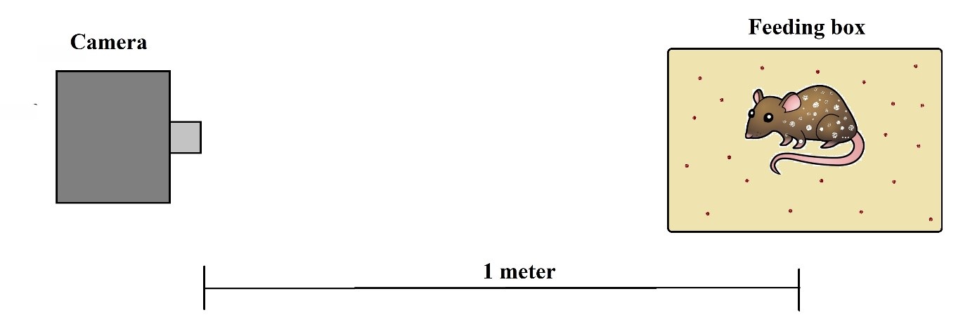 feeding design.jpg