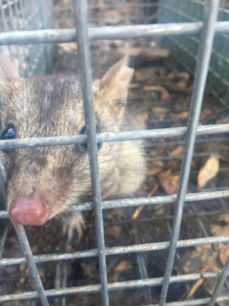 Cheeky northern quoll being inquisitive - or angry you can never know.