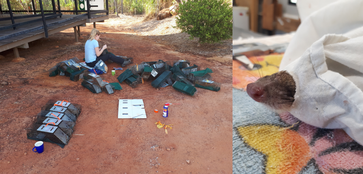 The annual trap repair & grease ; A breath of fresh air through a rip in the bag for this quoll