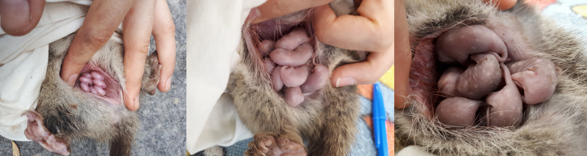 Timeline of joey growth: a few days old in mid August (far left) to approximately 5 weeks old (middle) to spots just developing by early October - joeys will be denned in the next few weeks (late October).