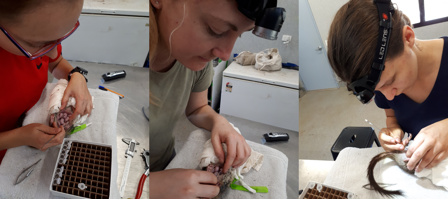 See one, do one, teach one: Miranda and Kaylah (middle & right) learning how to collect joey DNA samples