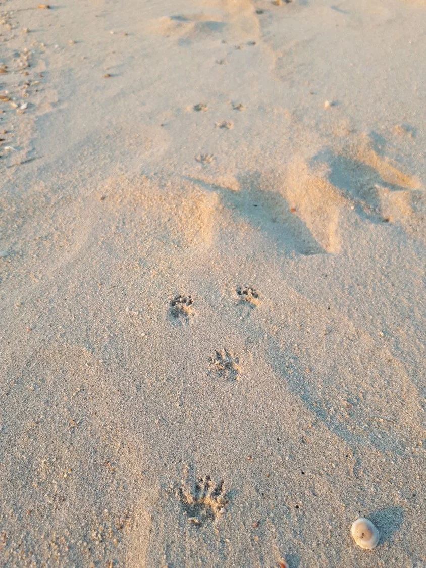footprints.jpg