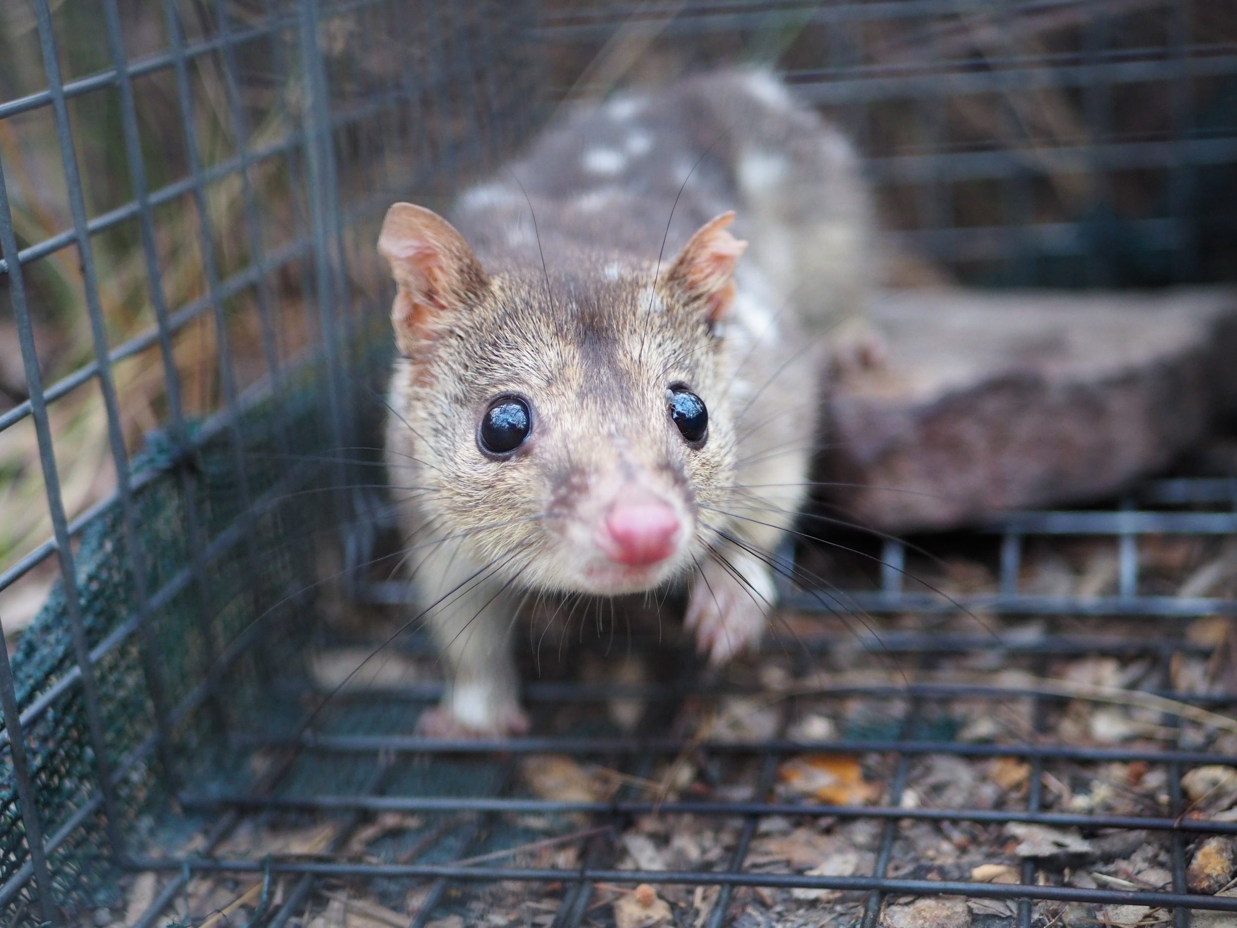 Above: One of many northern quolls I found in our traps. Right: Once retrieved from the traps, we take them back to our field lab for performance testing.