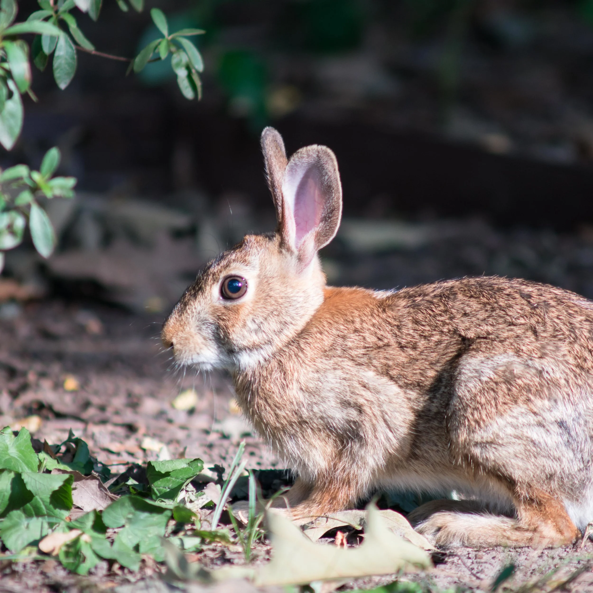 Rabbit-0086.jpg