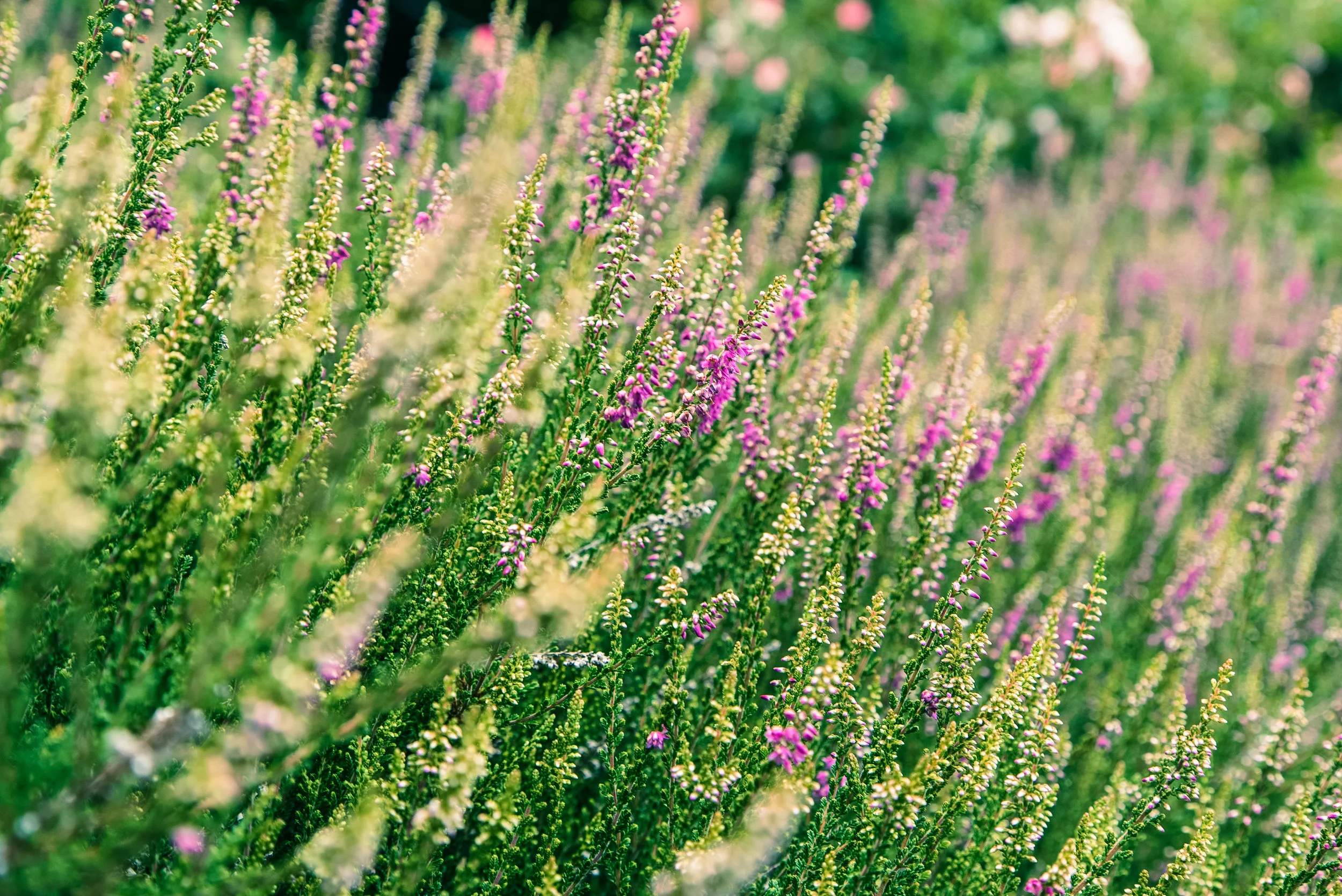  Portland, OR  Sony A7S 